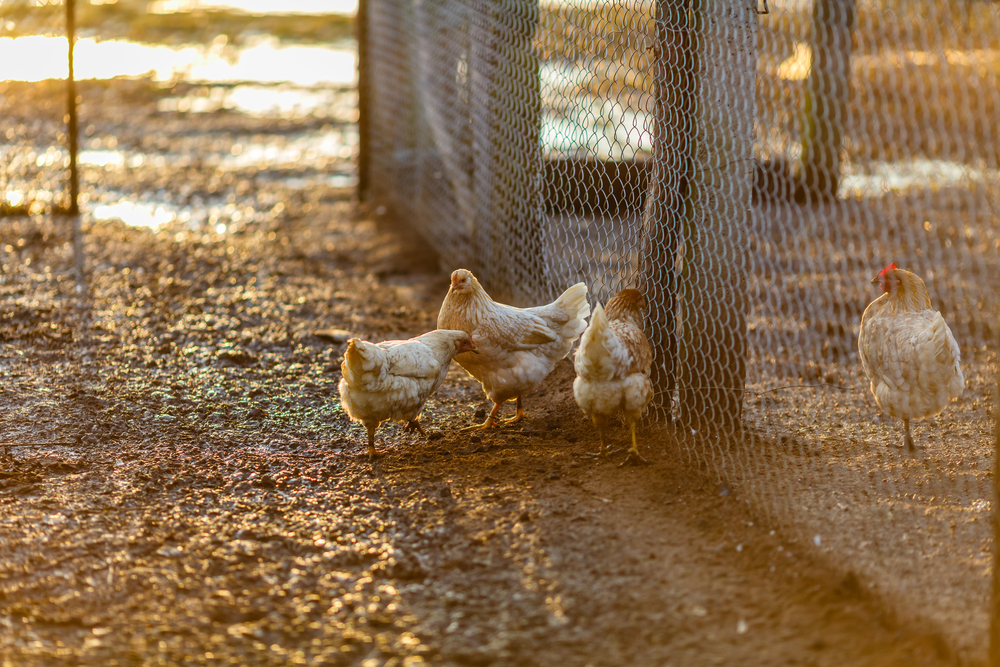 choisir un grillage à poule pour votre jardin